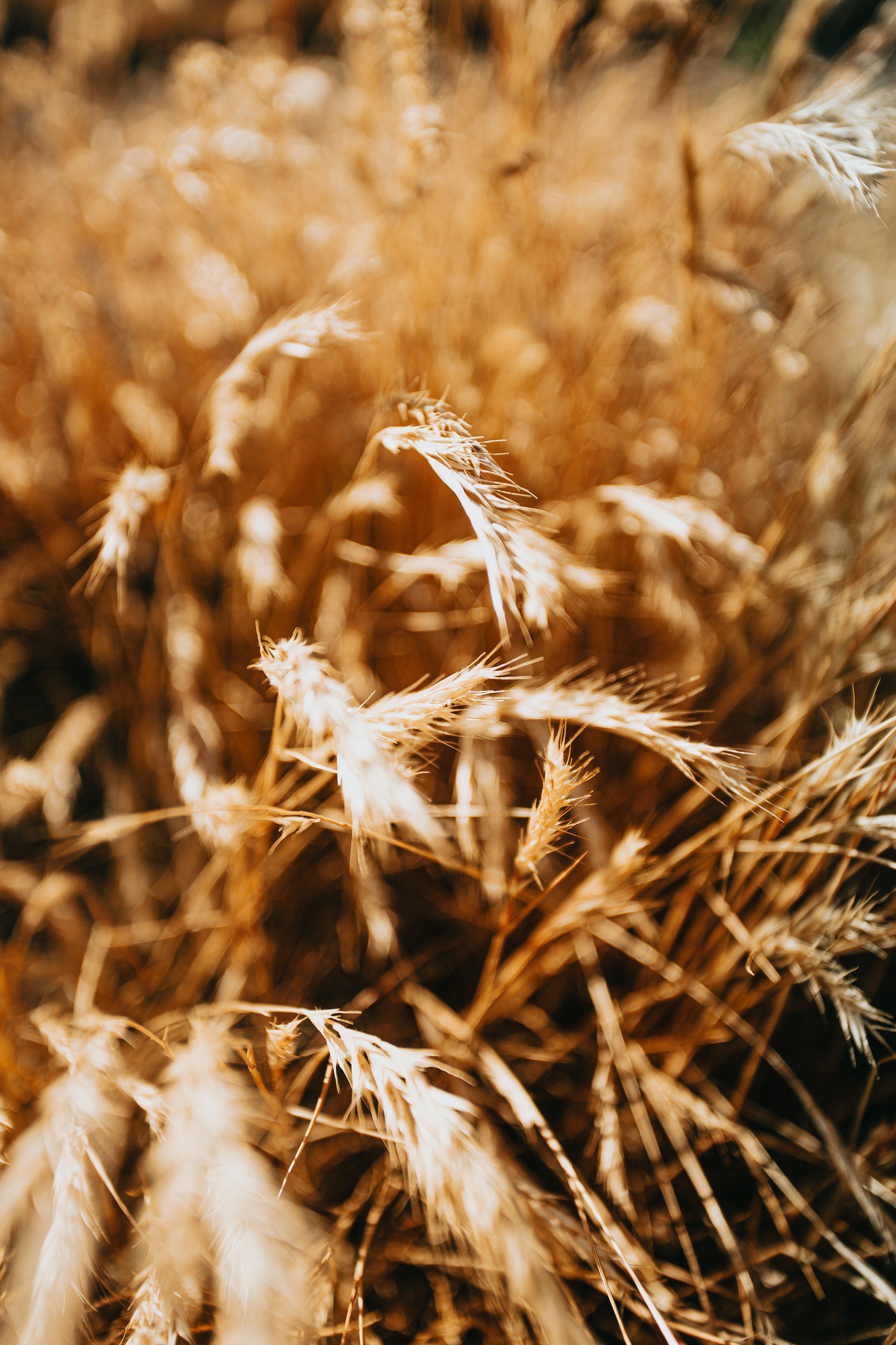 Wheat / Wit / Weizen